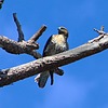 2023-07-17 :2: Florida Canyon Trail #145 :: gummo