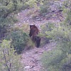 2023-07-17 :2: Florida Canyon Trail #145 :: gummo