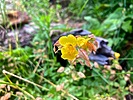 photo thumbnail #12