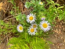 photo thumbnail #14
