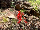 2023-07-19 :1: Crystal Spring Trail #17 :: kingsnake