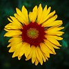 photo thumbnail #4