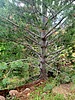 2023-07-26 :1: Upper Elden Loop :: joebartels
