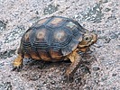 2023-07-28 :2: Turks Backyard - the Canyon :: pseudalpine