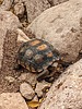 2023-07-28 :2: Turks Backyard - the Canyon :: pseudalpine