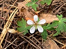 2023-07-26 :1: General Crook Trail #130 - Coconino NF :: kingsnake