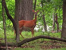photo thumbnail #15