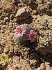 2023-08-04 :2: Fish Creek Vista :: pseudalpine