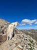 2023-08-05 :2: Handies Peak :: FOTG