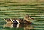 photo thumbnail #12