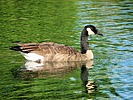 photo thumbnail #11