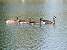 photo thumbnail #13