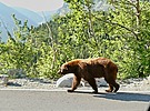 2023-07-09 :2: The Belly River Trail :: tibber