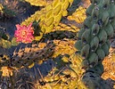 photo thumbnail #7