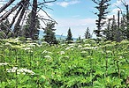 2023-07-10 :1: Beaver Pond Loop GNP :: tibber
