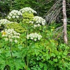 2023-07-11 :1: Running Eagle Falls Nature Trail :: tibber