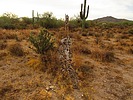 photo thumbnail #8