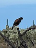 2023-08-23 :2: Lost Sheep Trail :: Tortoise_Hiker