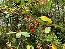 photo thumbnail #8