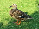 photo thumbnail #12