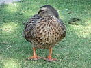 photo thumbnail #9