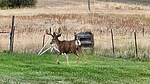 2023-08-18 :3: Sacajawea Peak - Wallowa COHP :: DixieFlyer