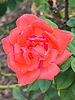 photo thumbnail #12