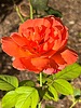 photo thumbnail #15