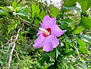 photo thumbnail #5