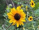 photo thumbnail #12