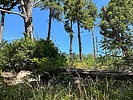 photo thumbnail #7