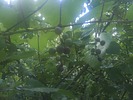 photo thumbnail #12