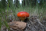 photo thumbnail #6