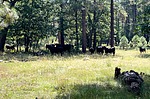 photo thumbnail #7