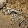 photo thumbnail #7