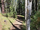 2023-09-26 Mt Baldy Crossover Trail :: kingsnake