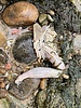 photo thumbnail #15