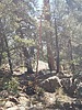 2023-10-04 :2: Mount Union - Bradshaw Mountains :: TheHikingGolfer