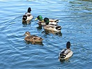photo thumbnail #6