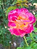 photo thumbnail #15