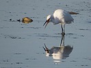 2023-10-16 :: Glendale Recharge Ponds :: rrshort