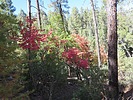 photo thumbnail #2
