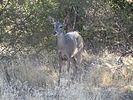 2023-10-22 :2: Rogers Canyon Ruins :: wallyfrack