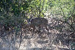 2023-10-22 :1: Rogers Canyon Ruins :: adilling