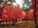 photo thumbnail #12