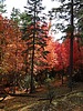 photo thumbnail #15