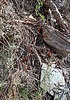 2023-10-26 :2: Sixshooter Trail #197 :: trekkin_gecko