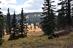 photo thumbnail #6