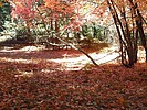 photo thumbnail #9