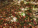 photo thumbnail #11